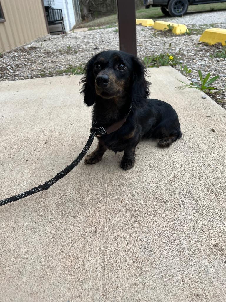 Enlarge Jacky, a Adopted Dachshund in Noble, OK image 3/3
