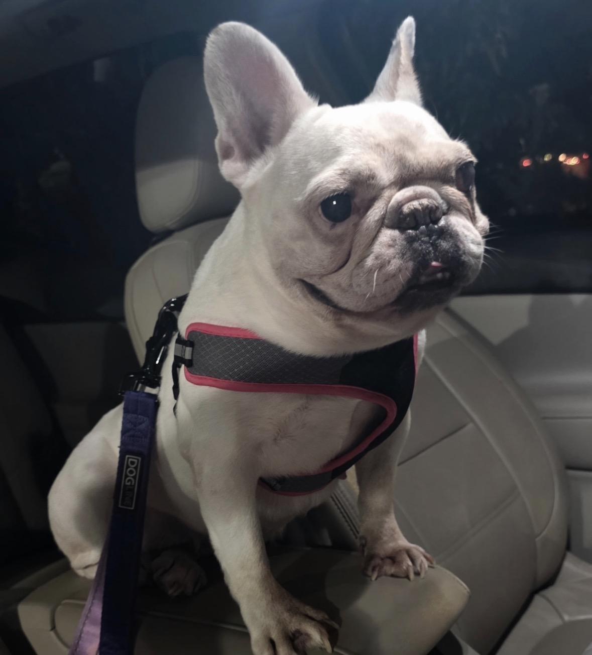 Annabelle, ADOPTABLE, Adult Female French Bulldog.