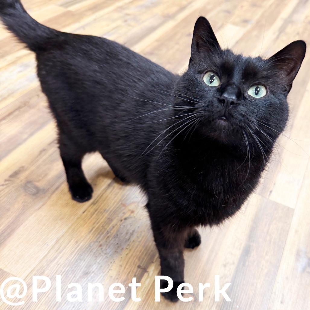 Jerome, Adoptable, Senior Male Domestic Short Hair & Mixed Breed.