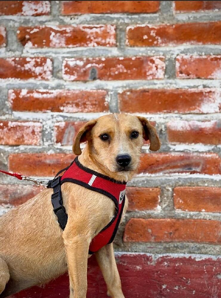 Kiara, a Adoptable mixed breed in Gig Harbor, WA image 1/4