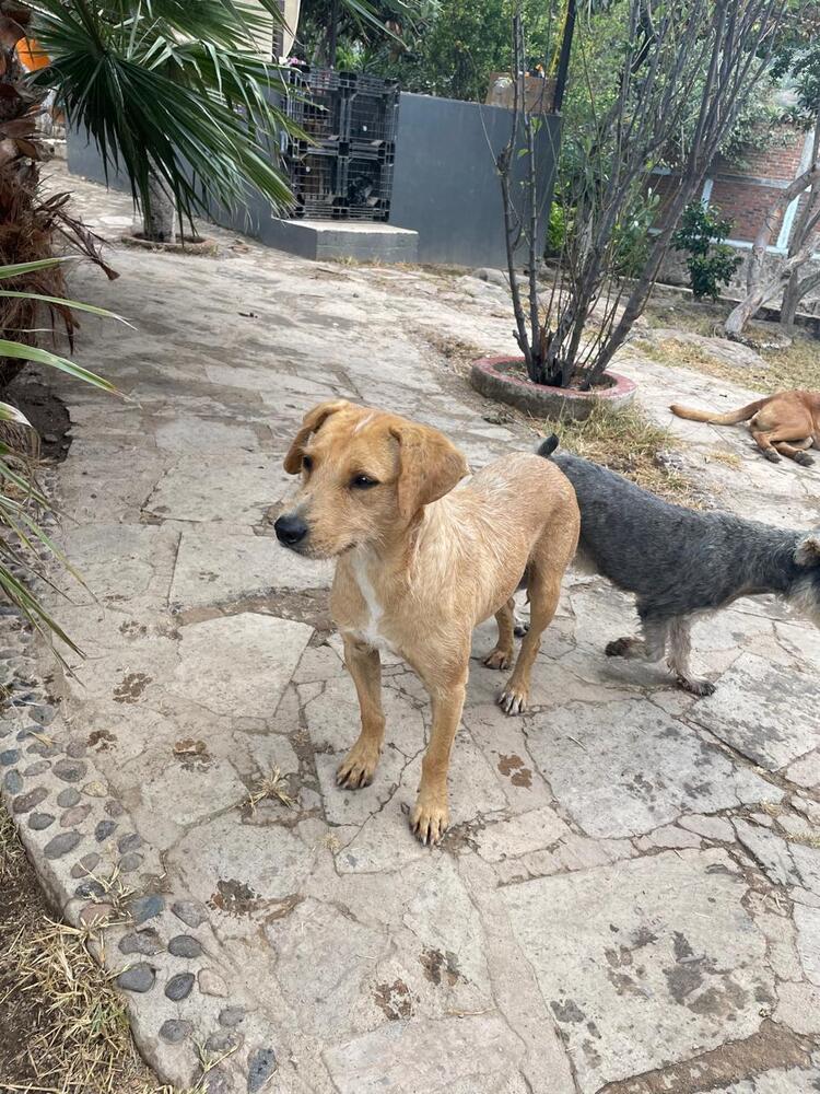 Kiara, a Adoptable mixed breed in Gig Harbor, WA image 4/4