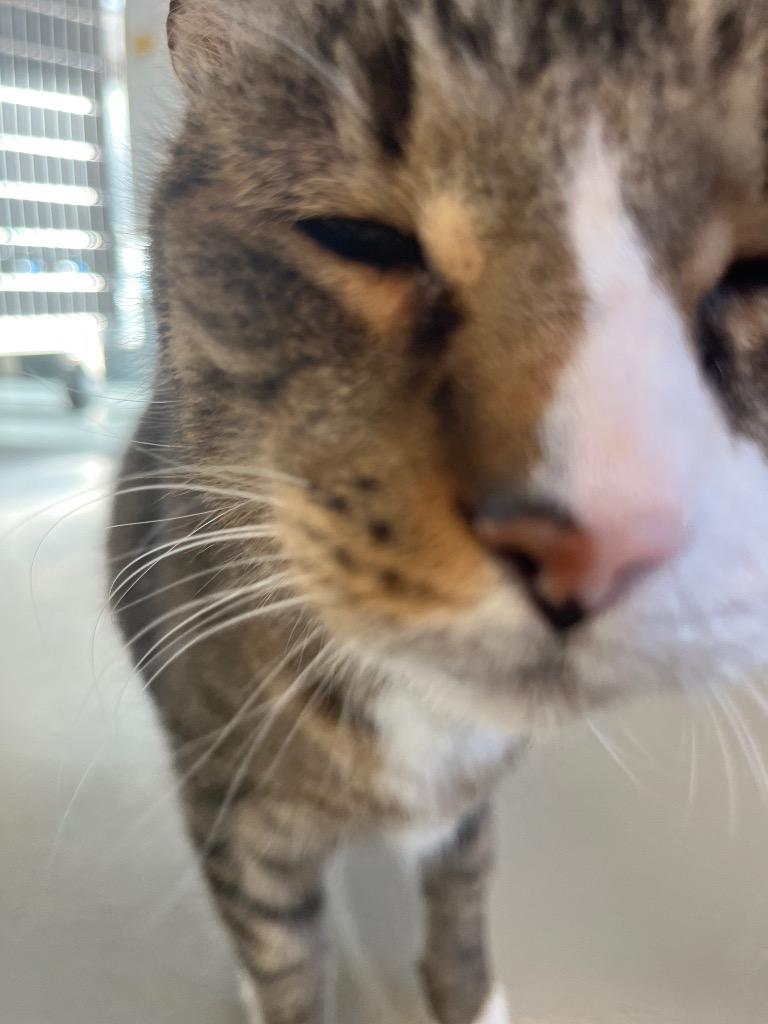 Quinton, Adoptable, Senior Male Domestic Short Hair.