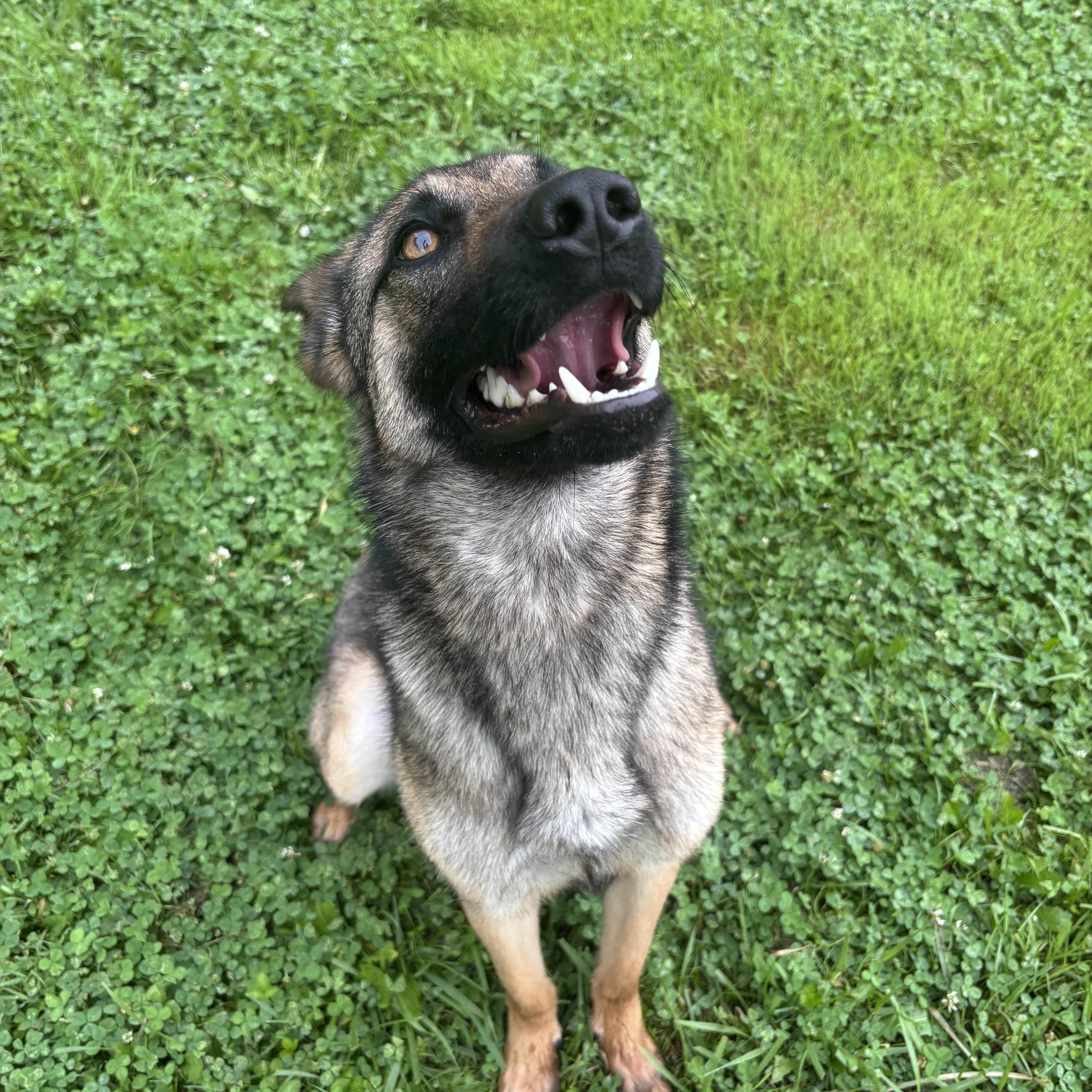 Bell, a ADOPTABLE mixed breed in Circleville, OH image 2/2