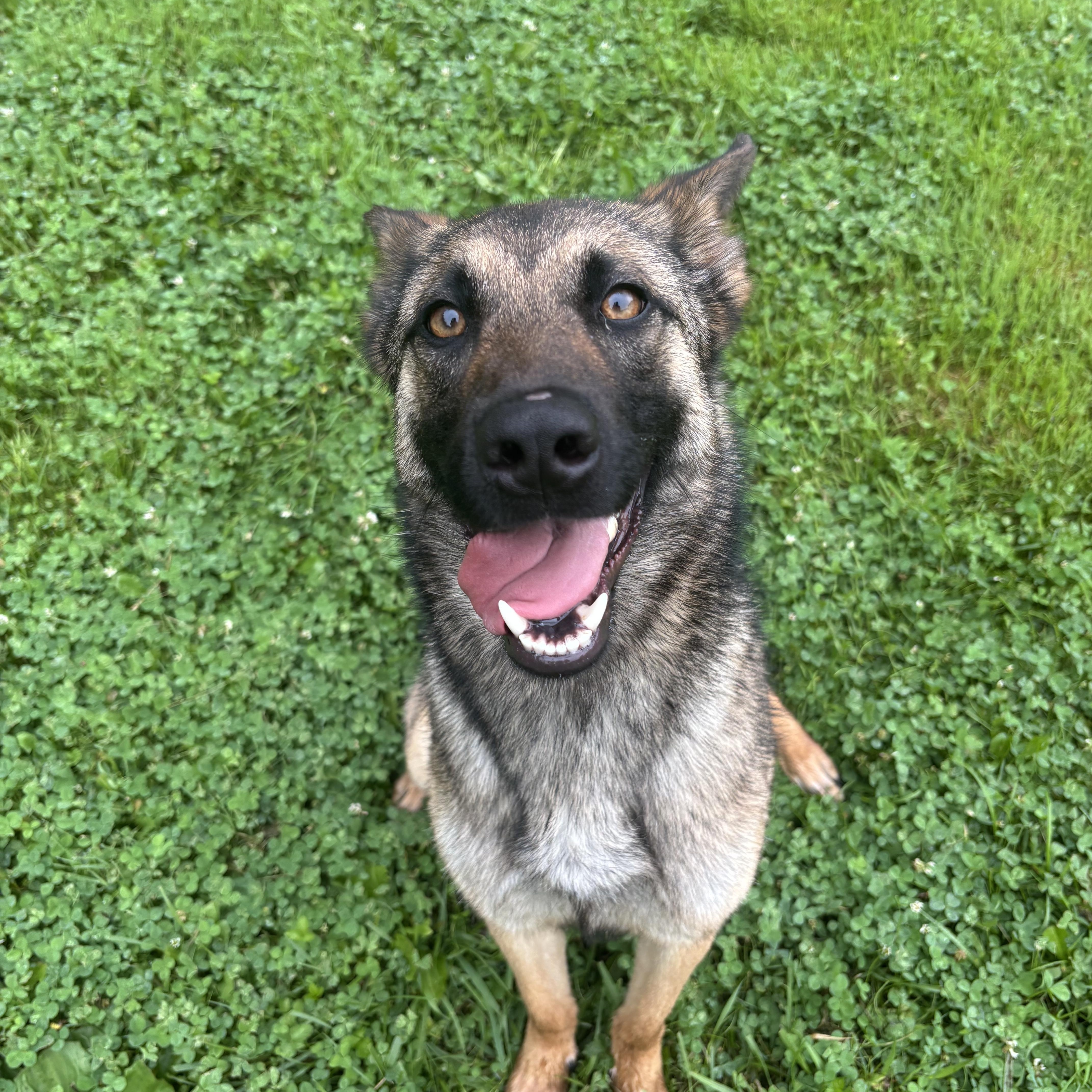 Bell, a ADOPTABLE mixed breed in Circleville, OH image 1/2