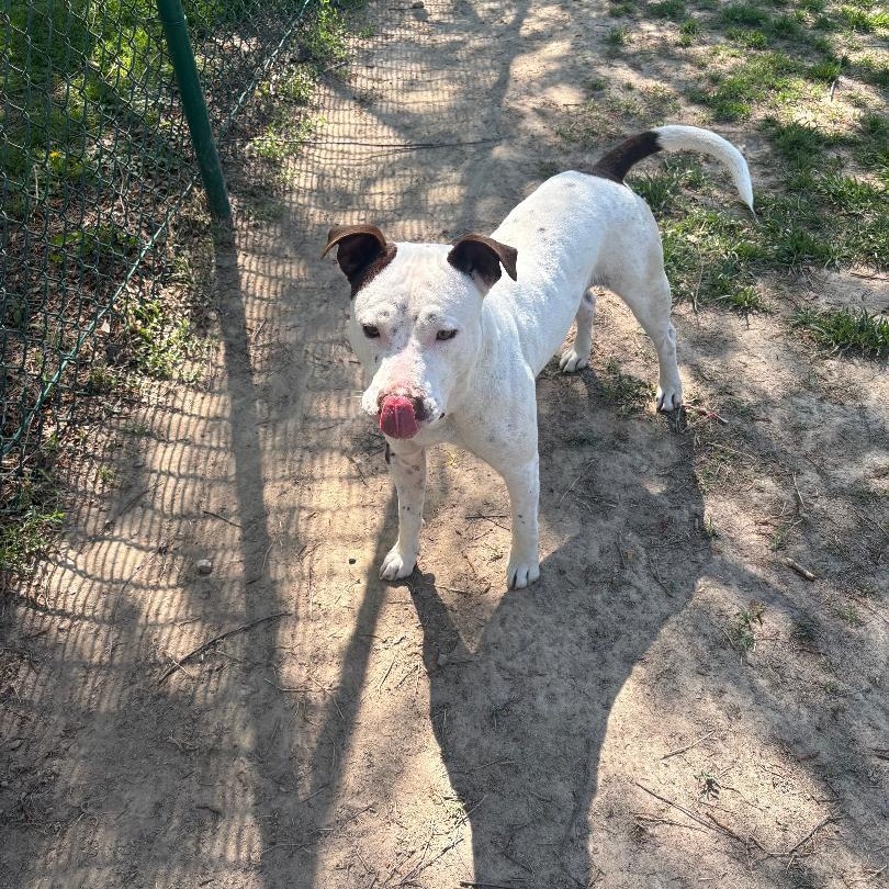 Tyler, Adoptable, Young Male Pit Bull Terrier.