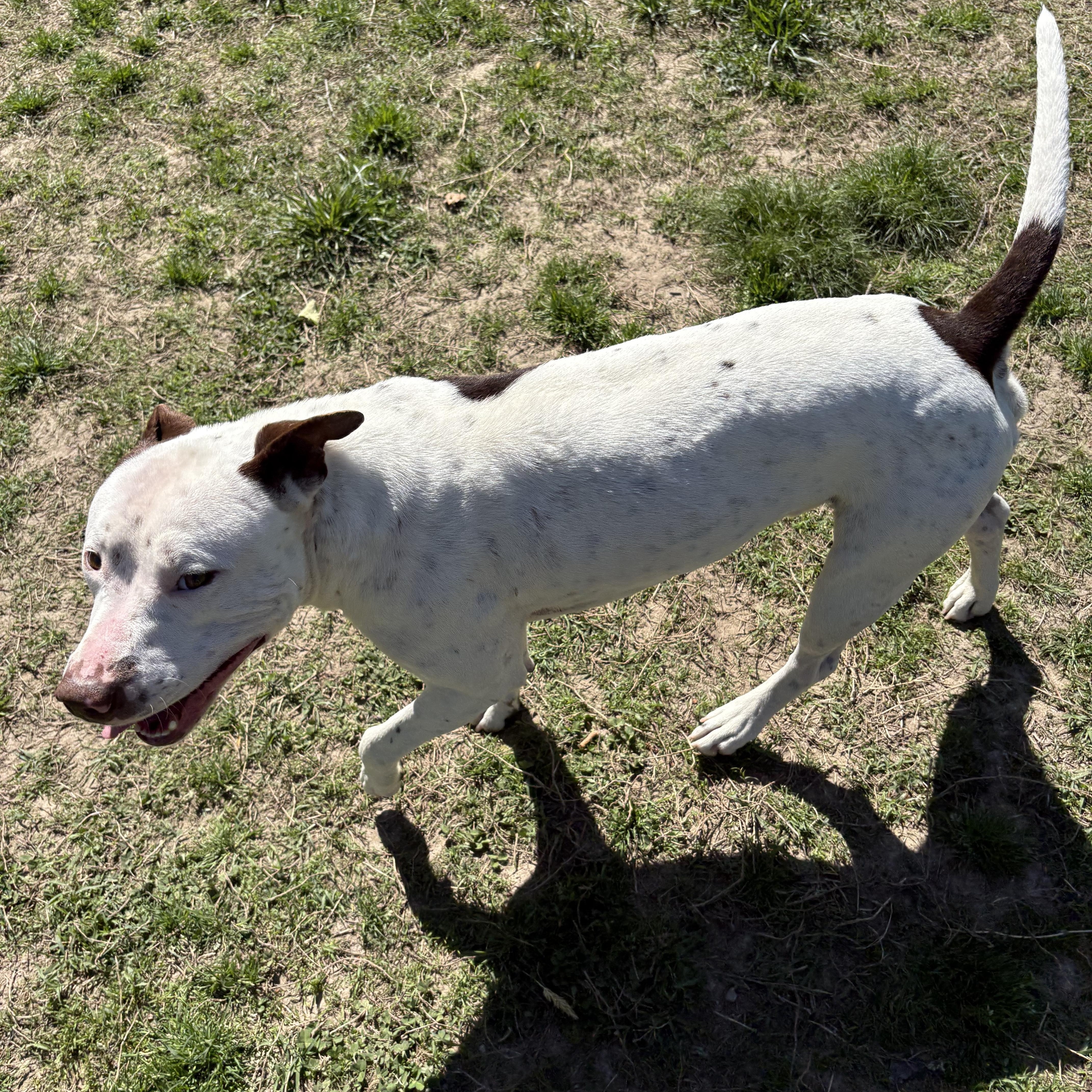 Tyler, a Adoptable mixed breed in Saluda, VA image 5/5