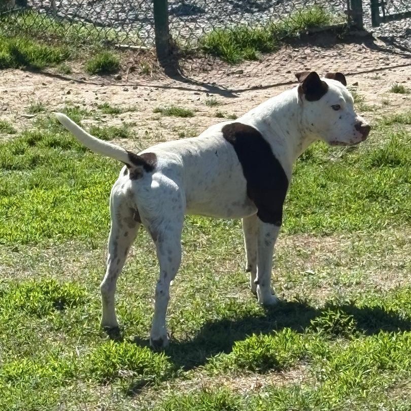 Tyler, a Adoptable mixed breed in Saluda, VA image 3/5