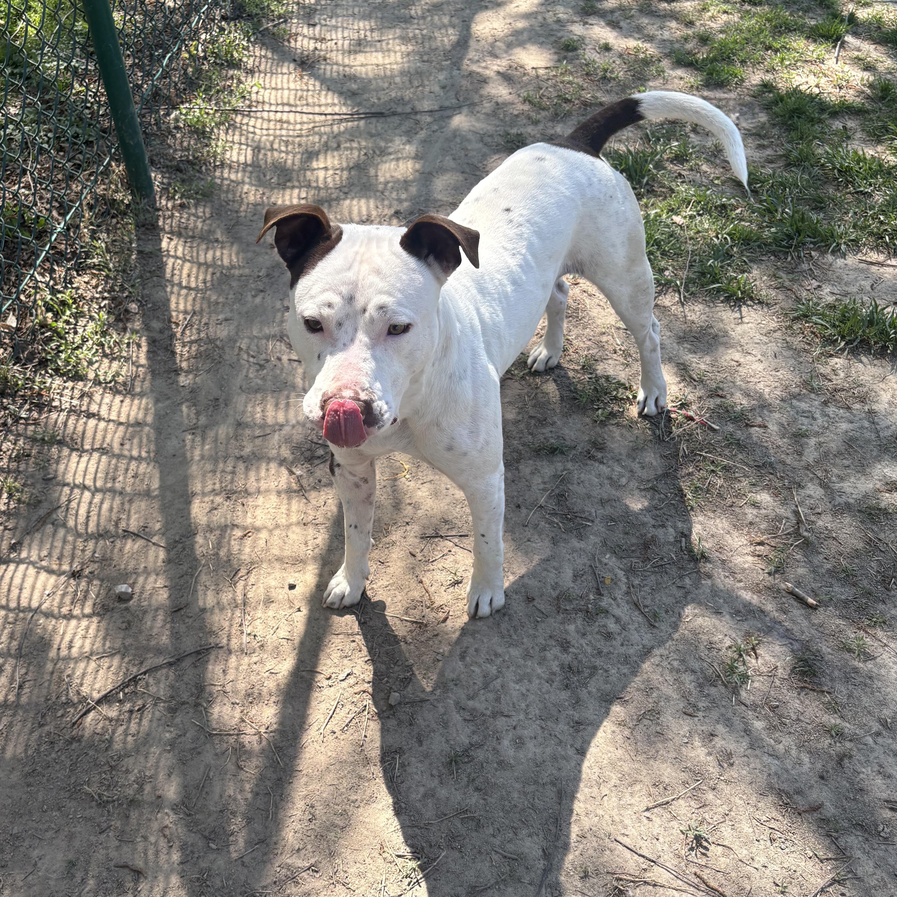Tyler, a Adoptable mixed breed in Saluda, VA image 4/5