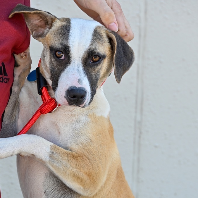Sparks, an adoptable Beagle in Waggaman, LA, 70094 | Photo Image 1
