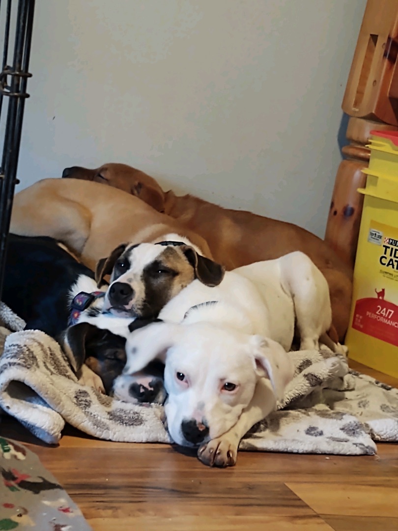 Sparks, an adoptable Beagle in Waggaman, LA, 70094 | Photo Image 4