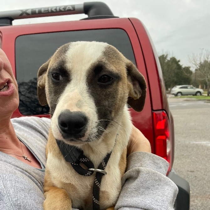 Sparks, an adoptable Beagle in Waggaman, LA, 70094 | Photo Image 2