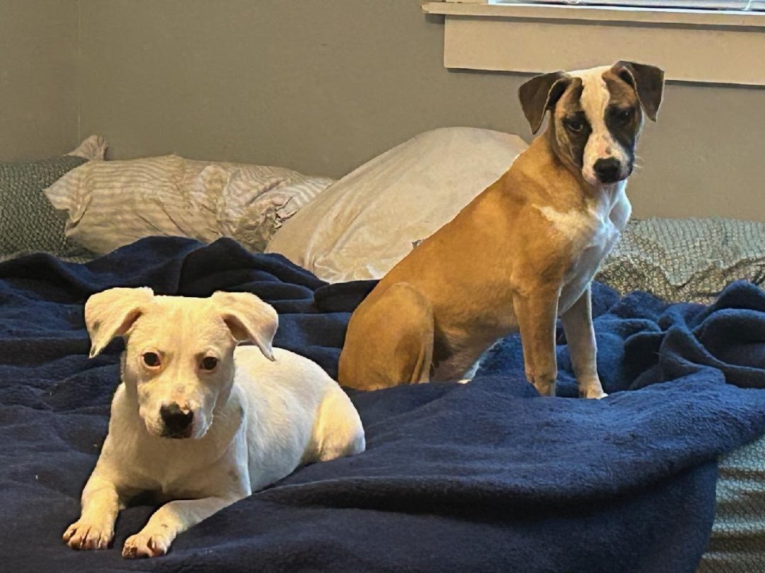 Sparks, an adoptable Beagle in Waggaman, LA, 70094 | Photo Image 3
