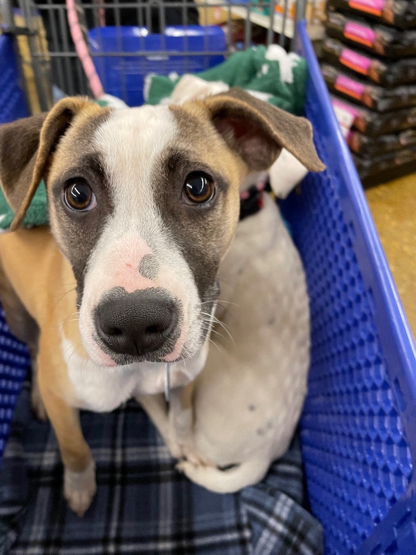 Sparks, an adoptable Beagle in Waggaman, LA, 70094 | Photo Image 5