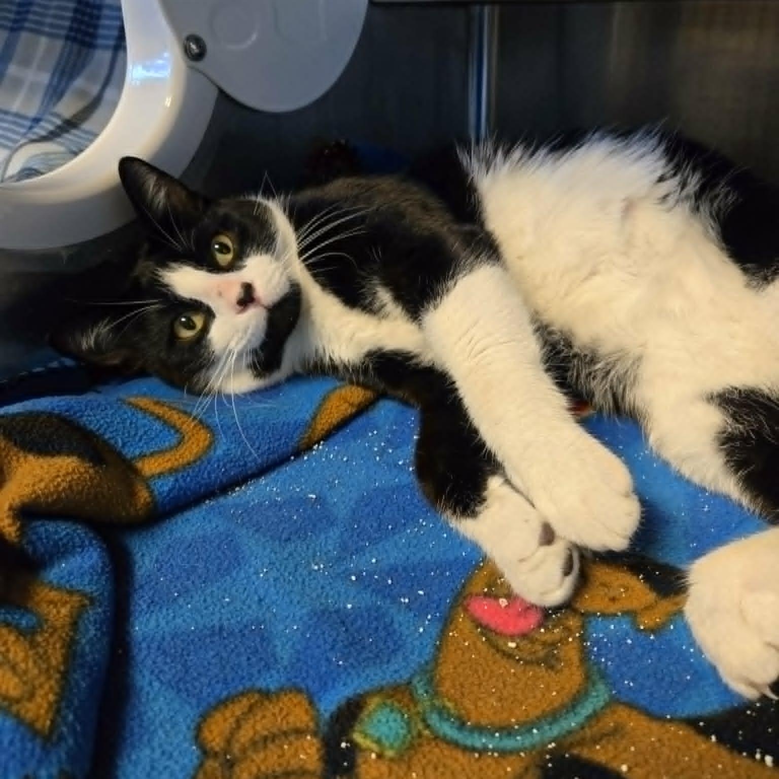 Enlarge Ludgwig, a Adopted Domestic Short Hair in Watertown, WI image 2/2