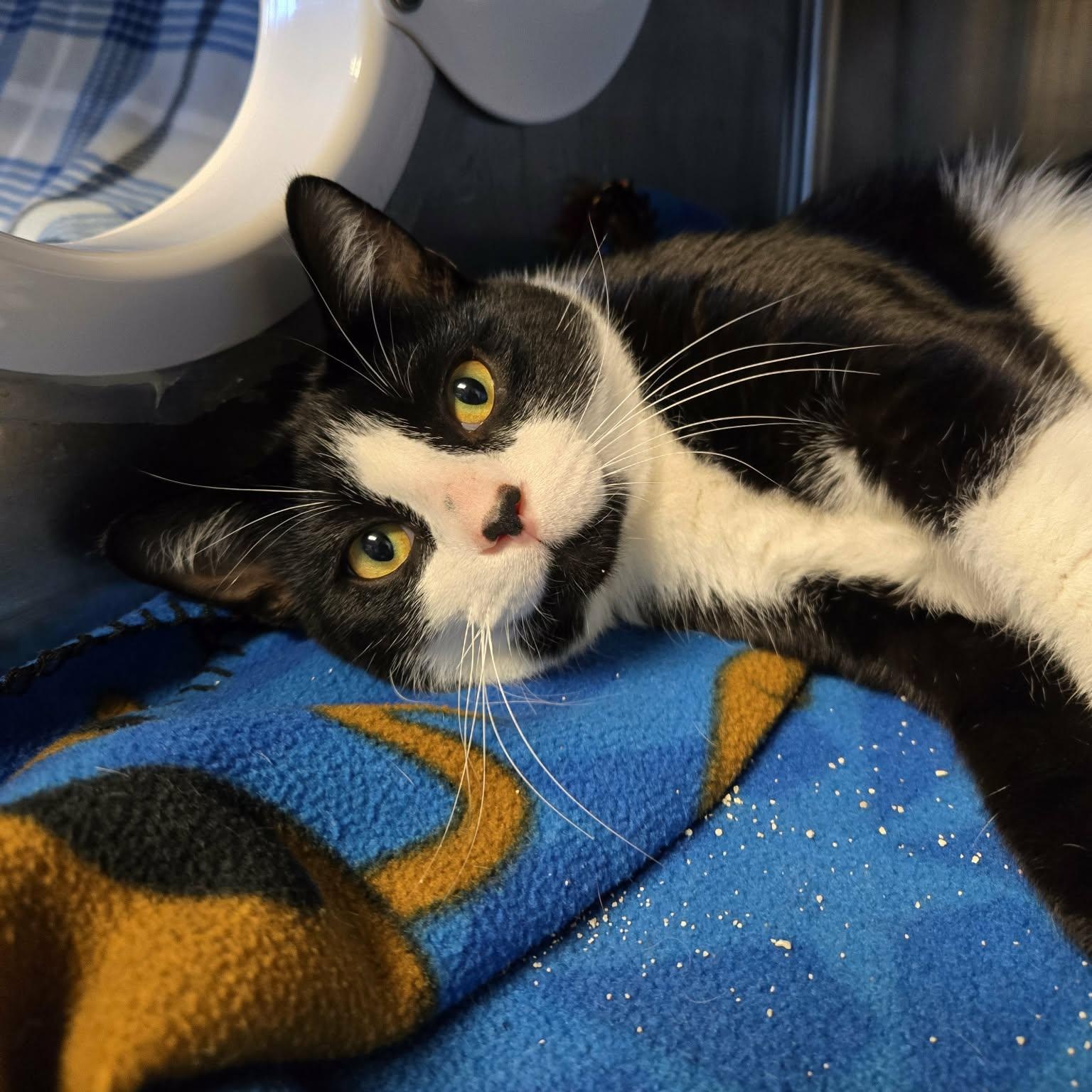 Ludgwig, Adopted, Young Male Domestic Short Hair.
