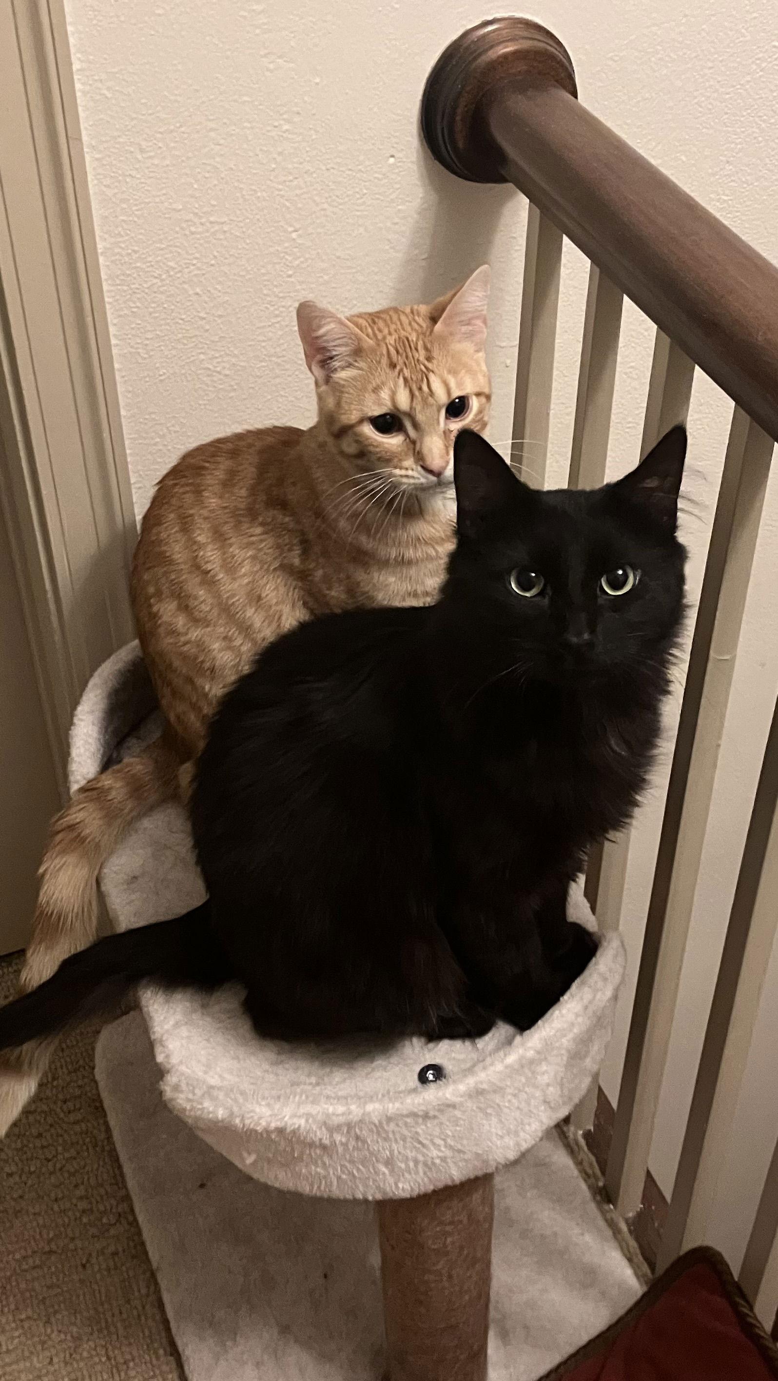 Casey (Sudds), Adoptable, Young Male Domestic Medium Hair.