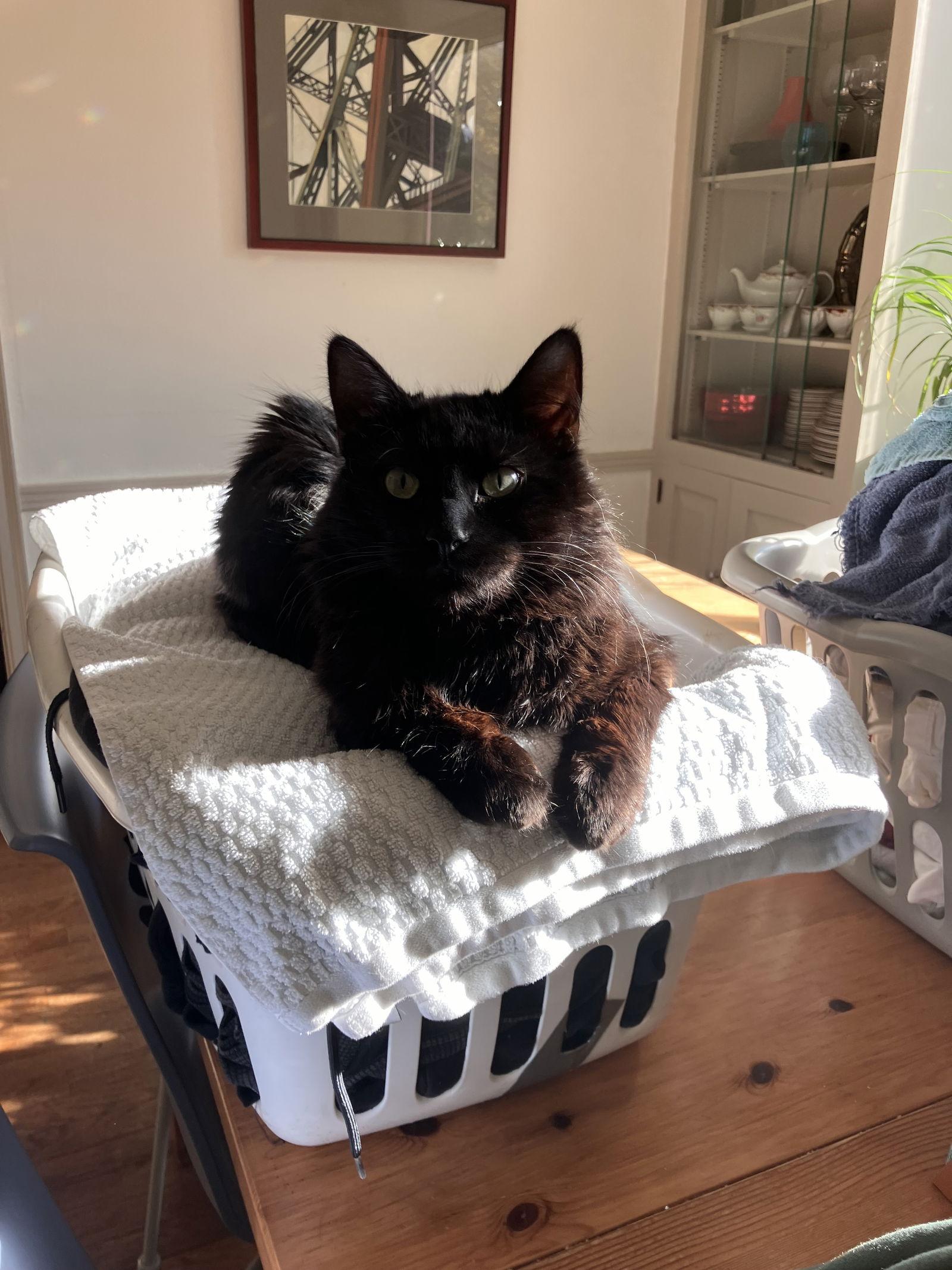 Enlarge Casey (Sudds), a Adoptable Domestic Medium Hair in Kohler, WI image 2/3