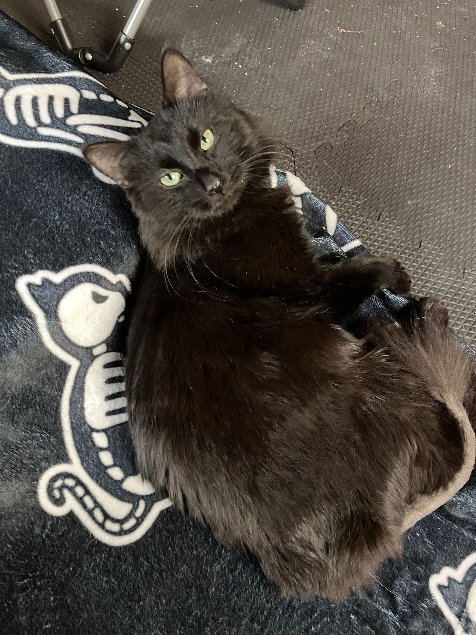 Enlarge Casey (Sudds), a Adoptable Domestic Medium Hair in Kohler, WI image 3/3