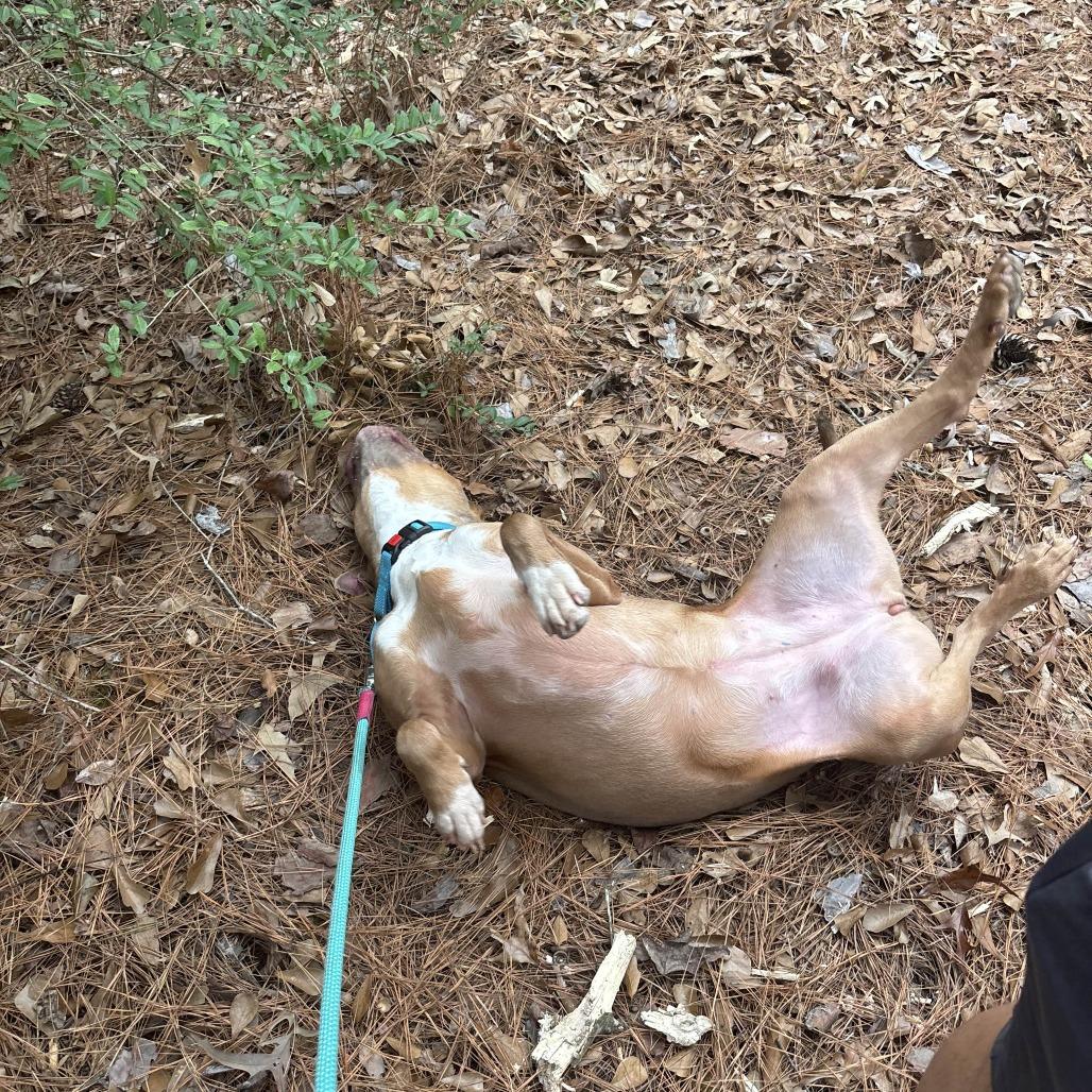 Enlarge Maggie (gentle, friendly, calm, house trained), a Adoptable Pit Bull Terrier in Grand Rapids, MI image 2/6