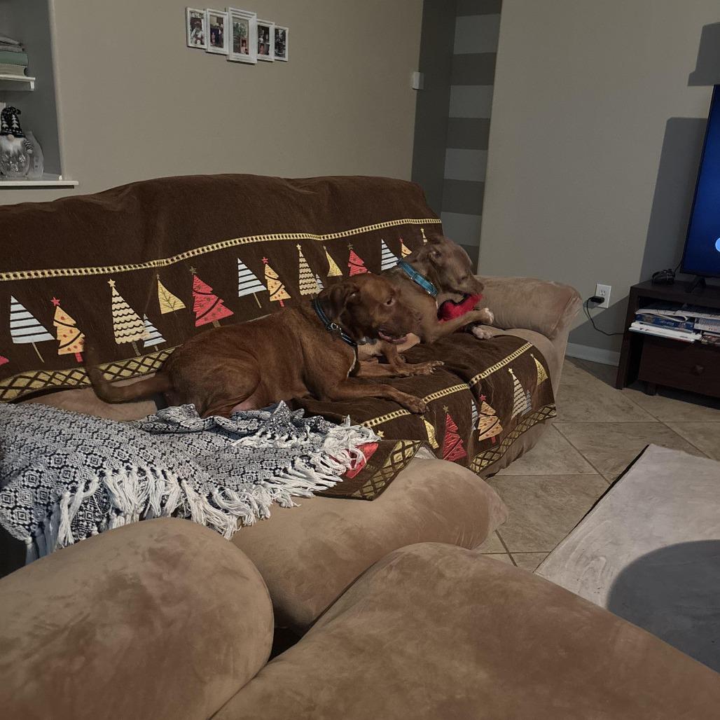 Enlarge Maggie (gentle, friendly, calm, house trained), a Adoptable Pit Bull Terrier in Grand Rapids, MI image 3/6