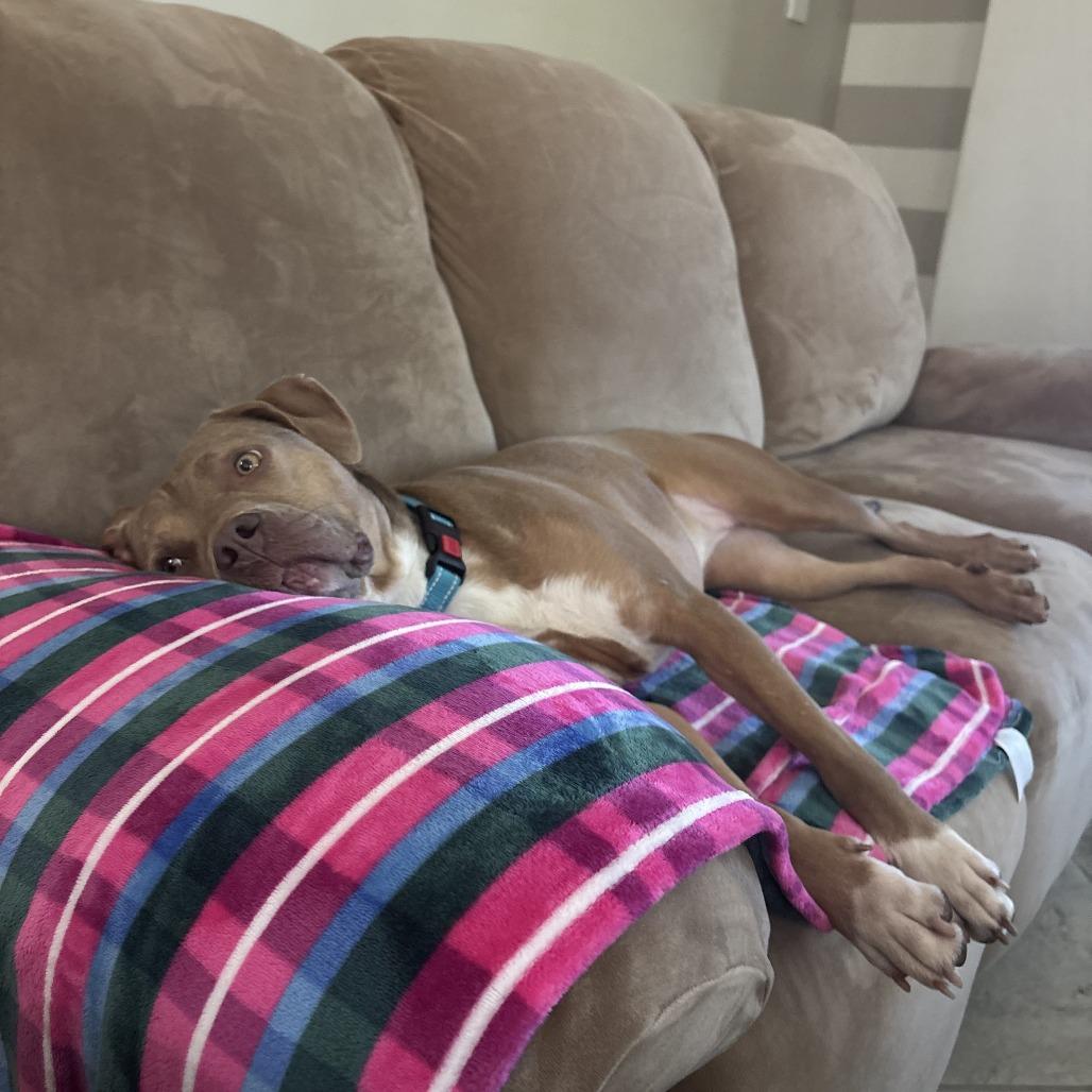 Enlarge Maggie (gentle, friendly, calm, house trained), a Adoptable Pit Bull Terrier in Grand Rapids, MI image 4/6