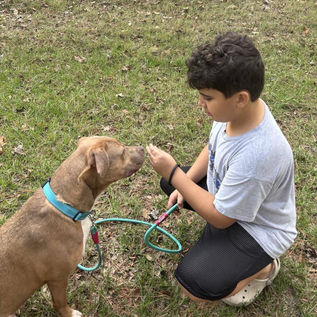 Enlarge Maggie (gentle, friendly, calm, house trained), a Adoptable Pit Bull Terrier in Grand Rapids, MI image 5/6