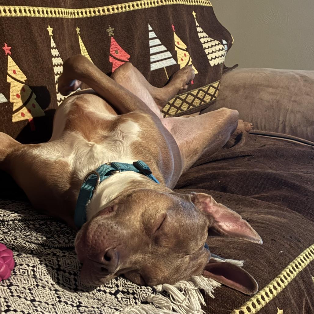 Enlarge Maggie (gentle, friendly, calm, house trained), a Adoptable Pit Bull Terrier in Grand Rapids, MI image 6/6