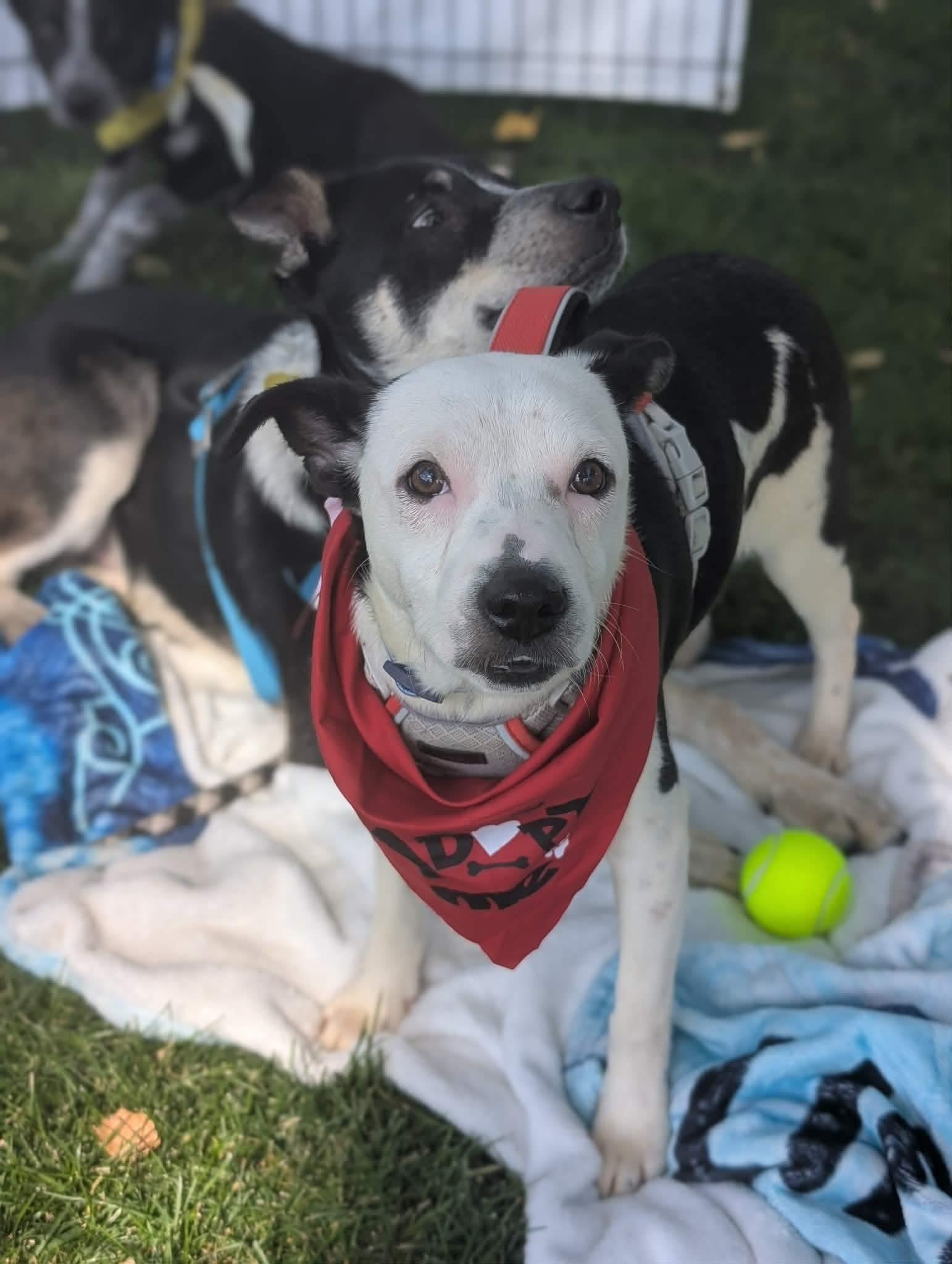 Enlarge Petey, a Adoptable Chiweenie in Seattle, WA image 3/4