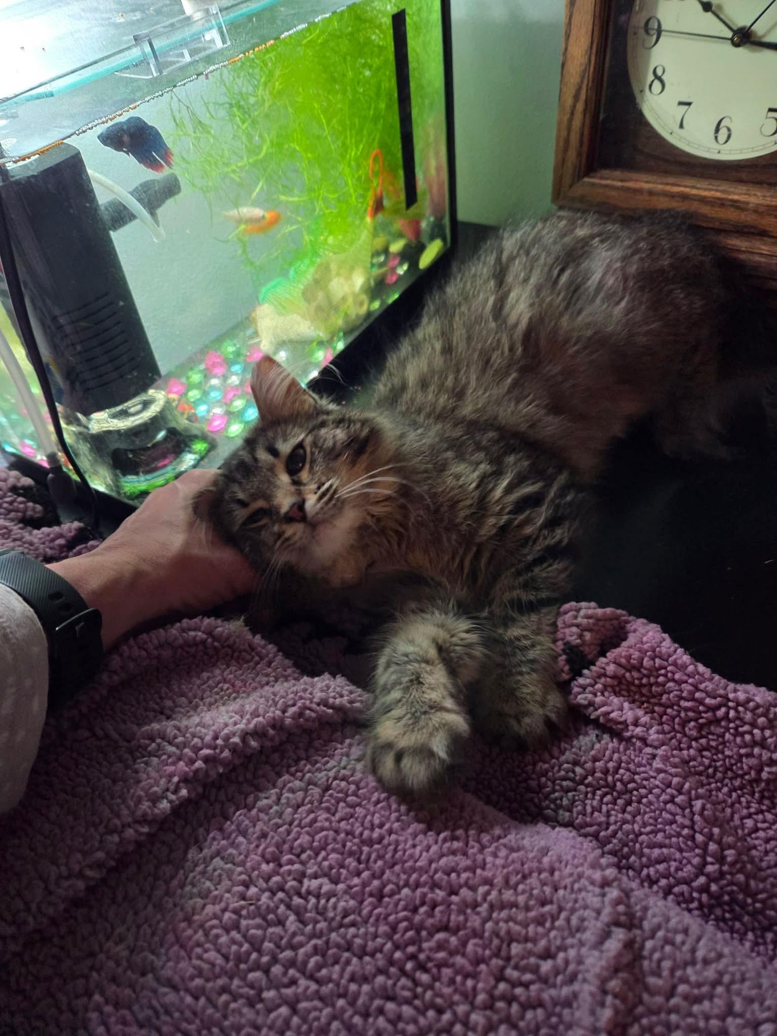 Blaze, a ADOPTABLE Domestic Medium Hair in Milwaukee, WI image 2/5