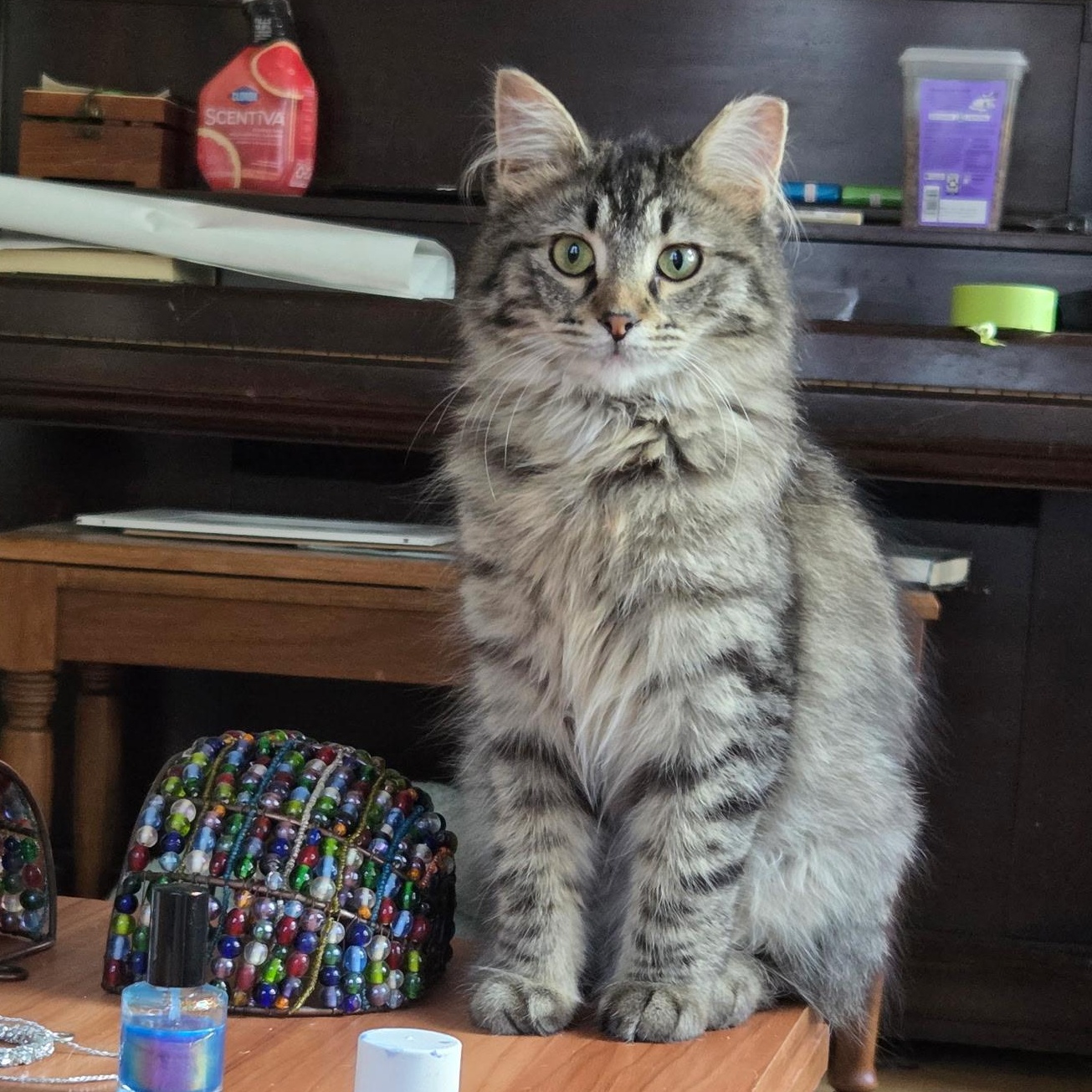 Blaze, ADOPTABLE, Kitten Female Domestic Medium Hair.