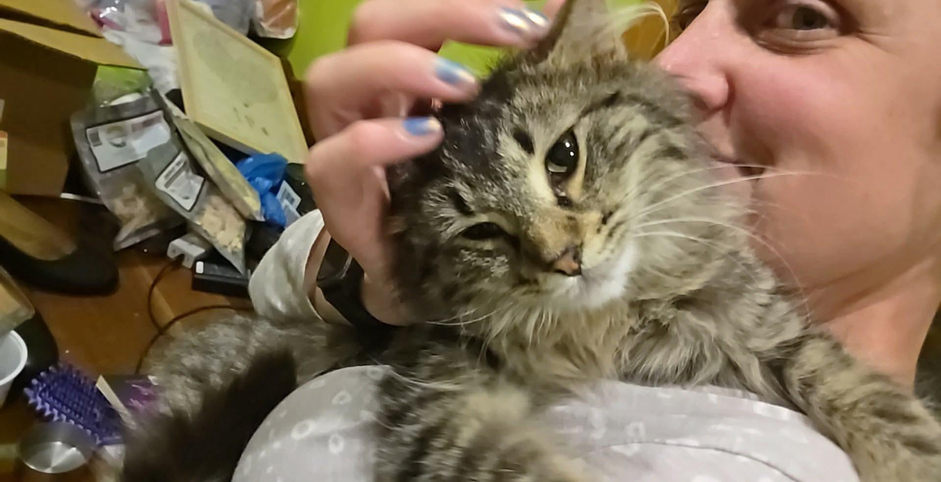 Blaze, a ADOPTABLE Domestic Medium Hair in Milwaukee, WI image 4/5