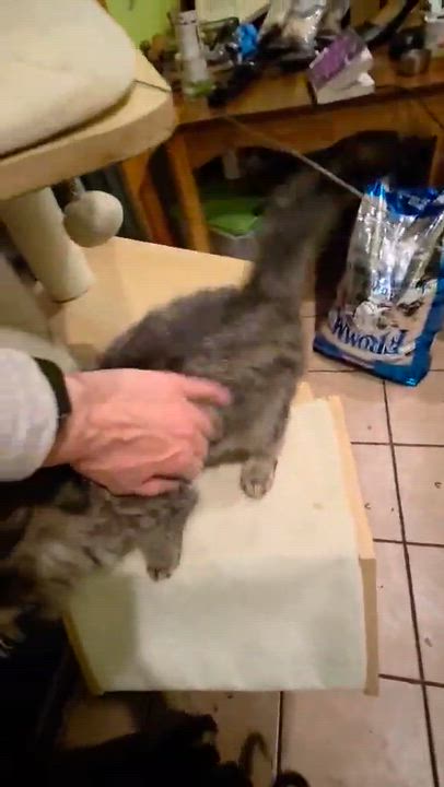 Enlarge Blaze, a ADOPTABLE Domestic Medium Hair in Milwaukee, WI video 3/5