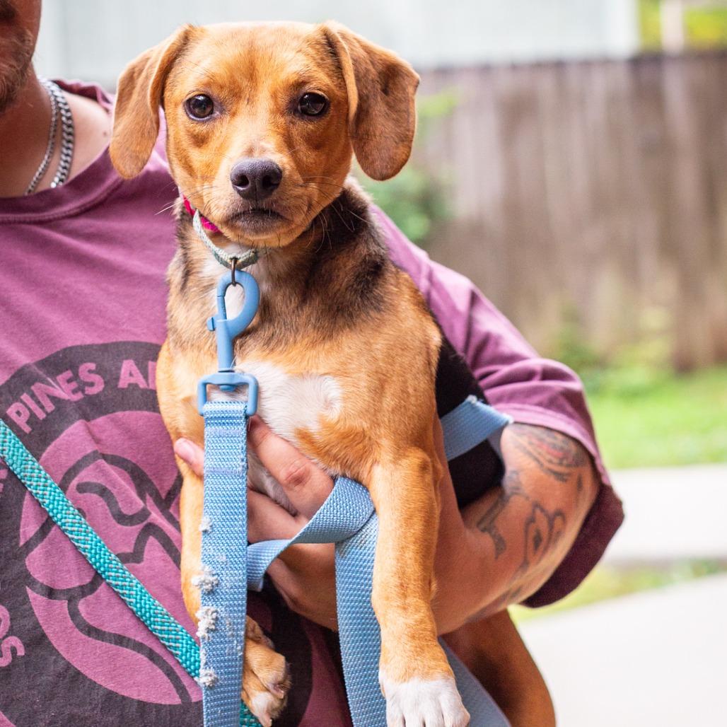 Moth, Adoptable, Young Female Dachshund & Beagle.