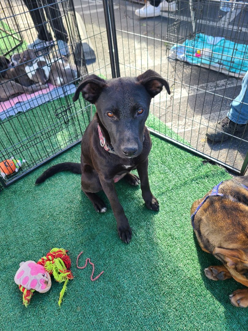 Enlarge Freya, a Adoptable mixed breed in Los Angeles, CA image 1/10