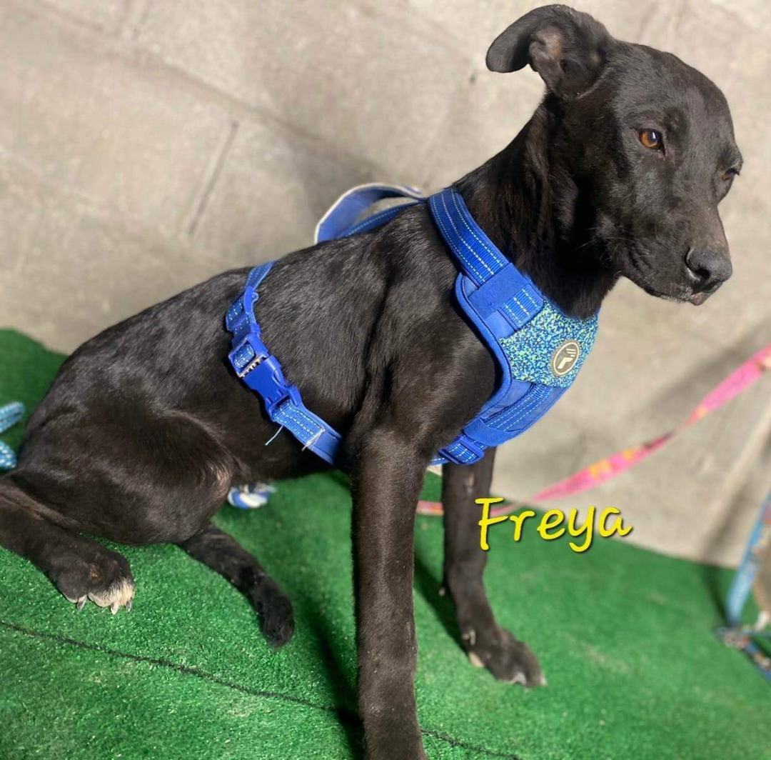 Enlarge Freya, a Adoptable mixed breed in Los Angeles, CA image 2/10