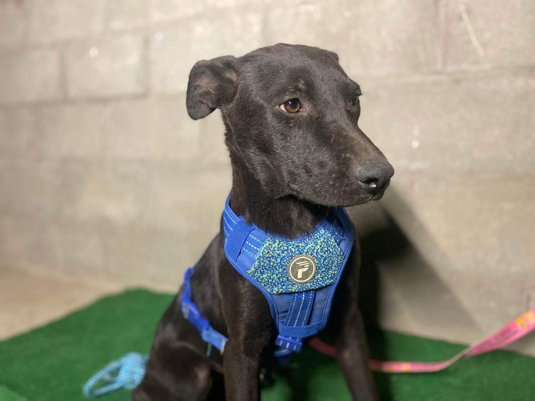 Enlarge Freya, a Adoptable mixed breed in Los Angeles, CA image 3/10