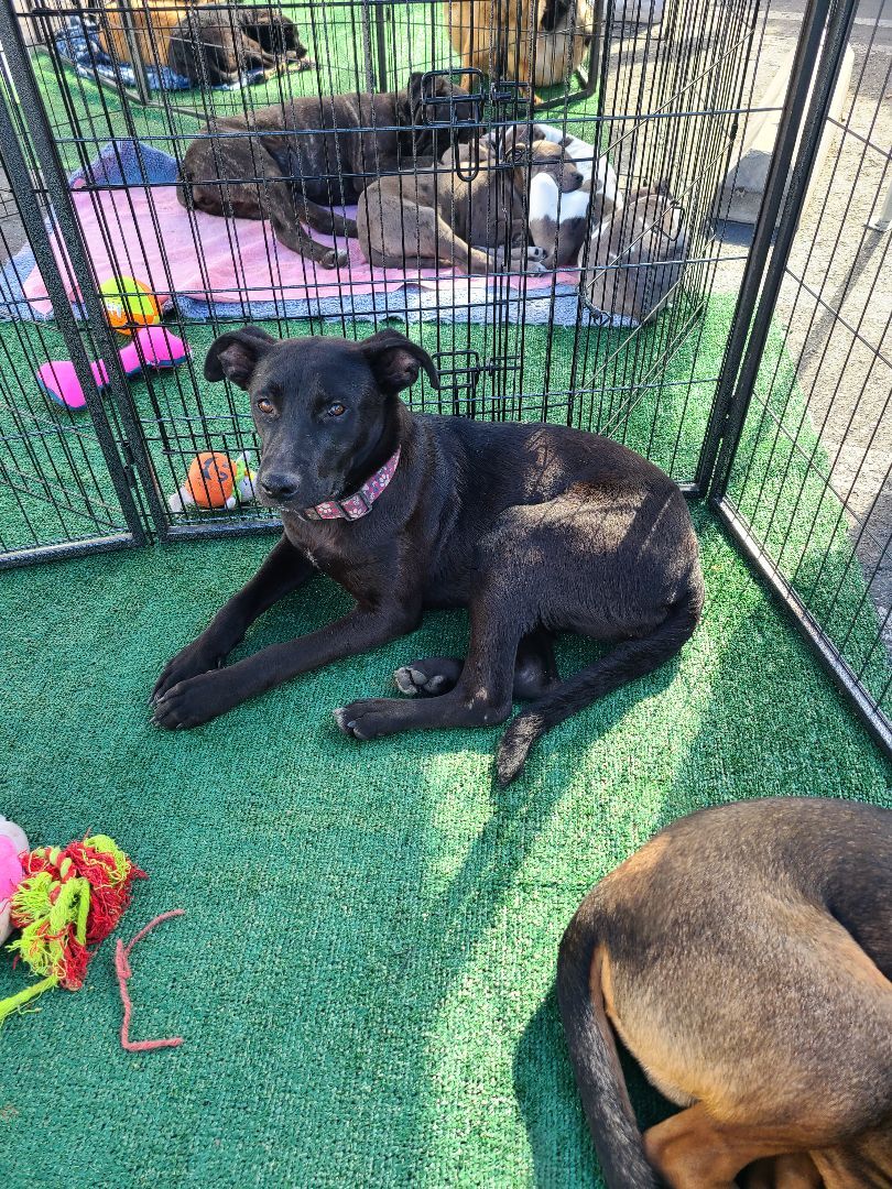 Enlarge Freya, a Adoptable mixed breed in Los Angeles, CA image 4/10