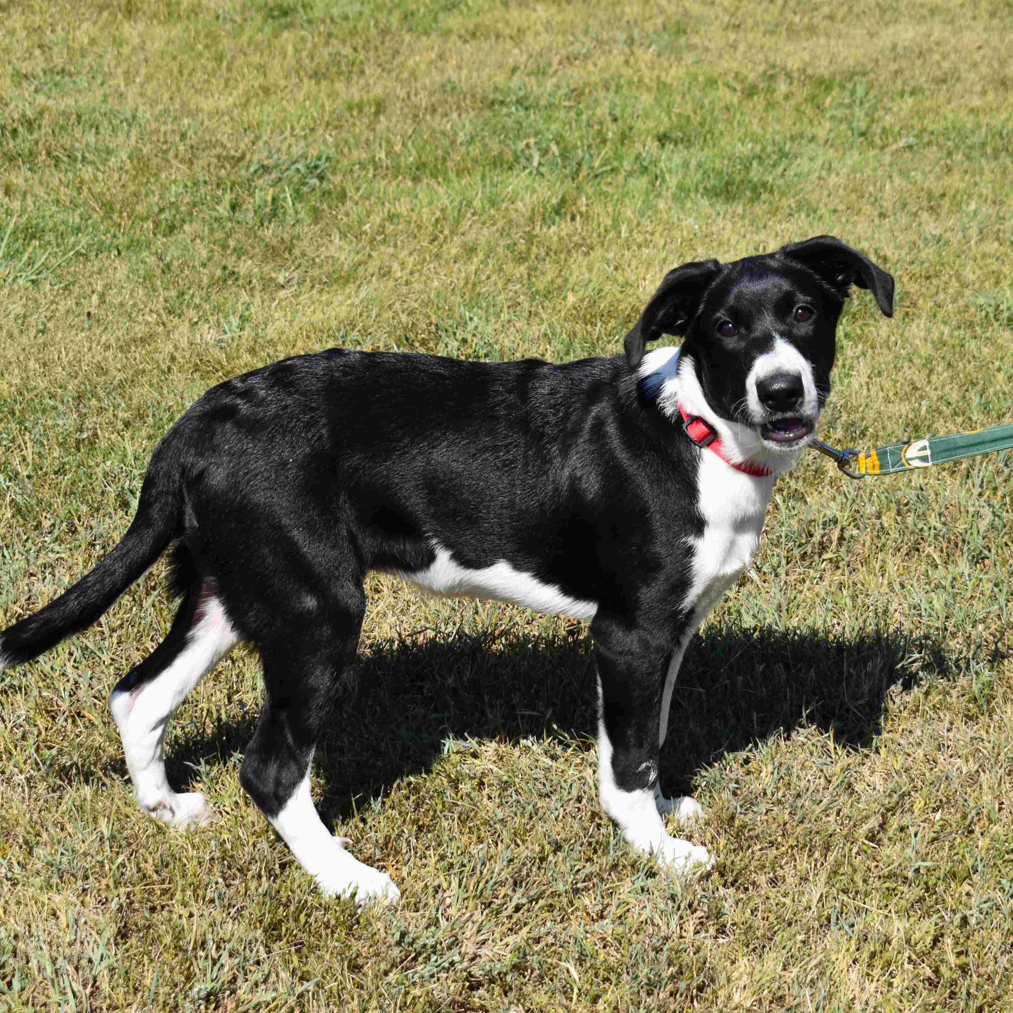 Enlarge Molly, a Adoptable Mixed Breed in Searcy, AR image 1/6