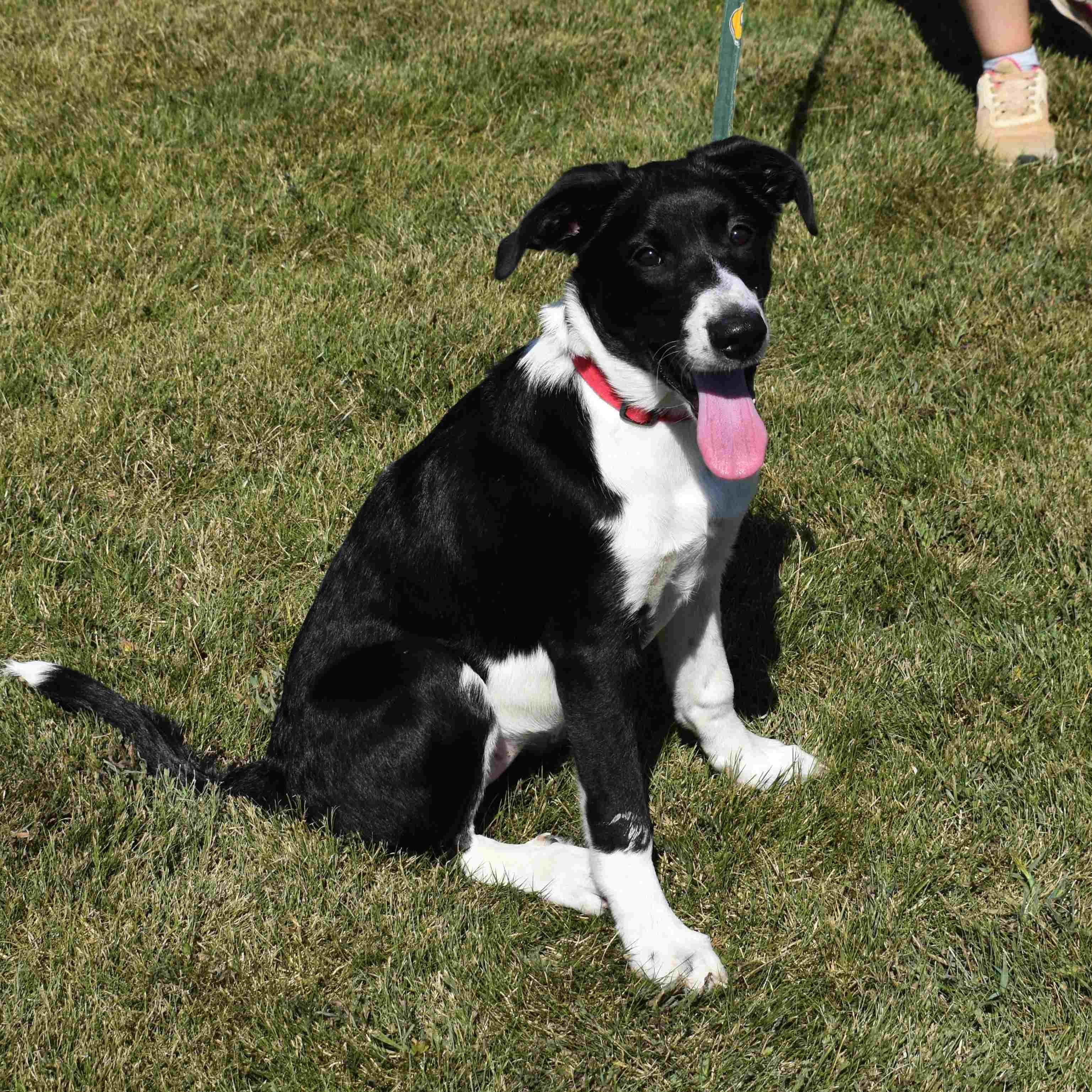 Enlarge Molly, a Adoptable Mixed Breed in Searcy, AR image 5/6