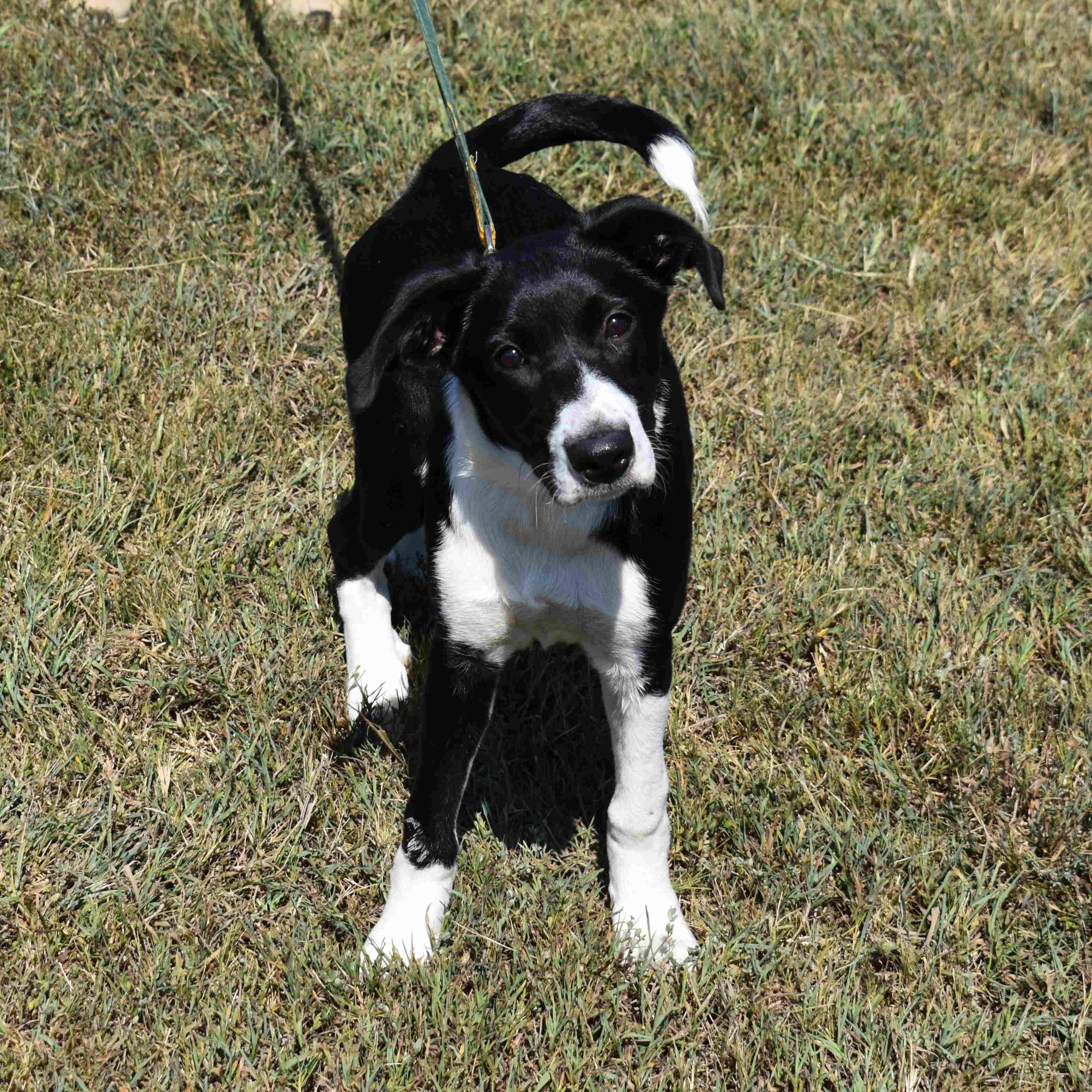 Enlarge Molly, a Adoptable Mixed Breed in Searcy, AR image 4/6