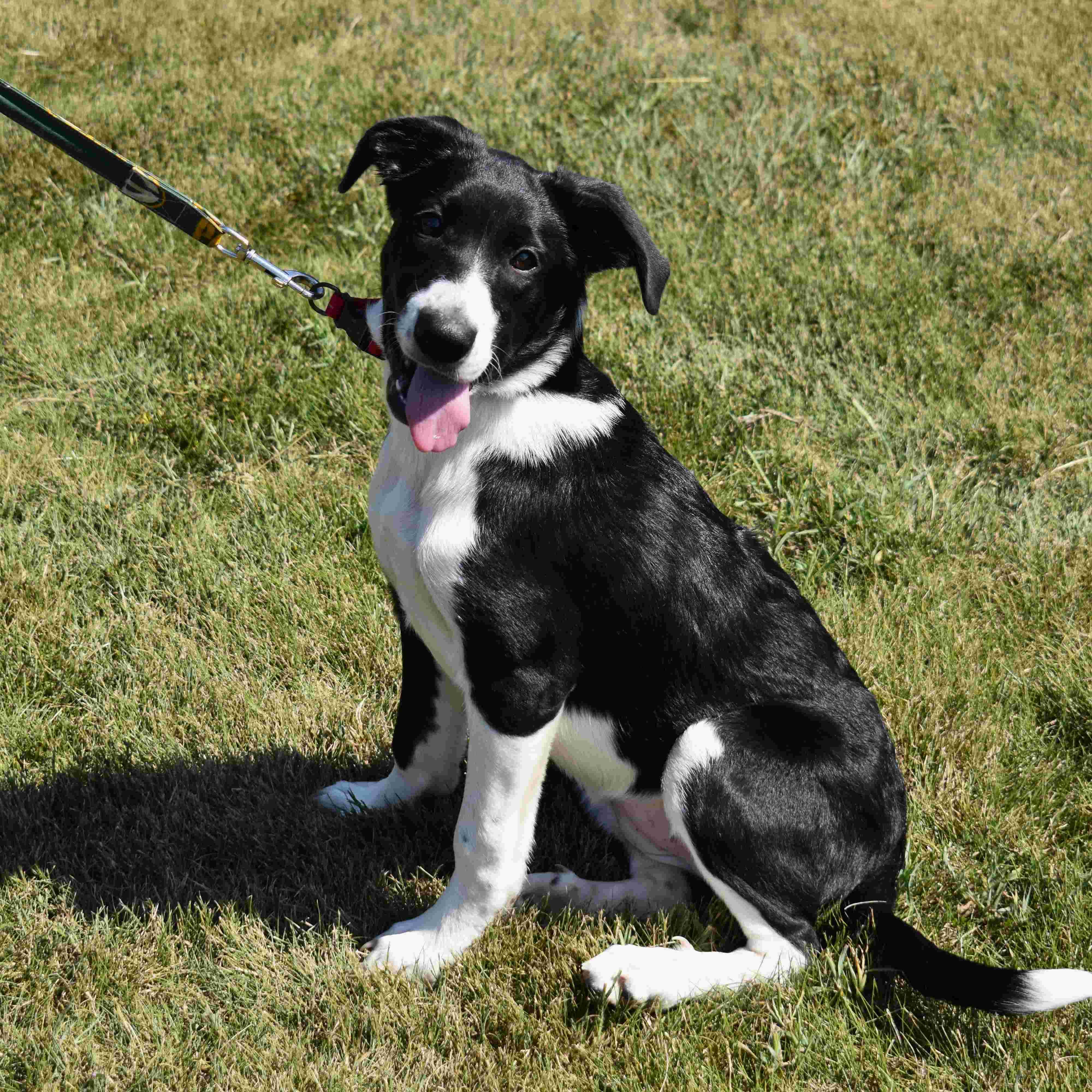 Enlarge Molly, a Adoptable Mixed Breed in Searcy, AR image 3/6