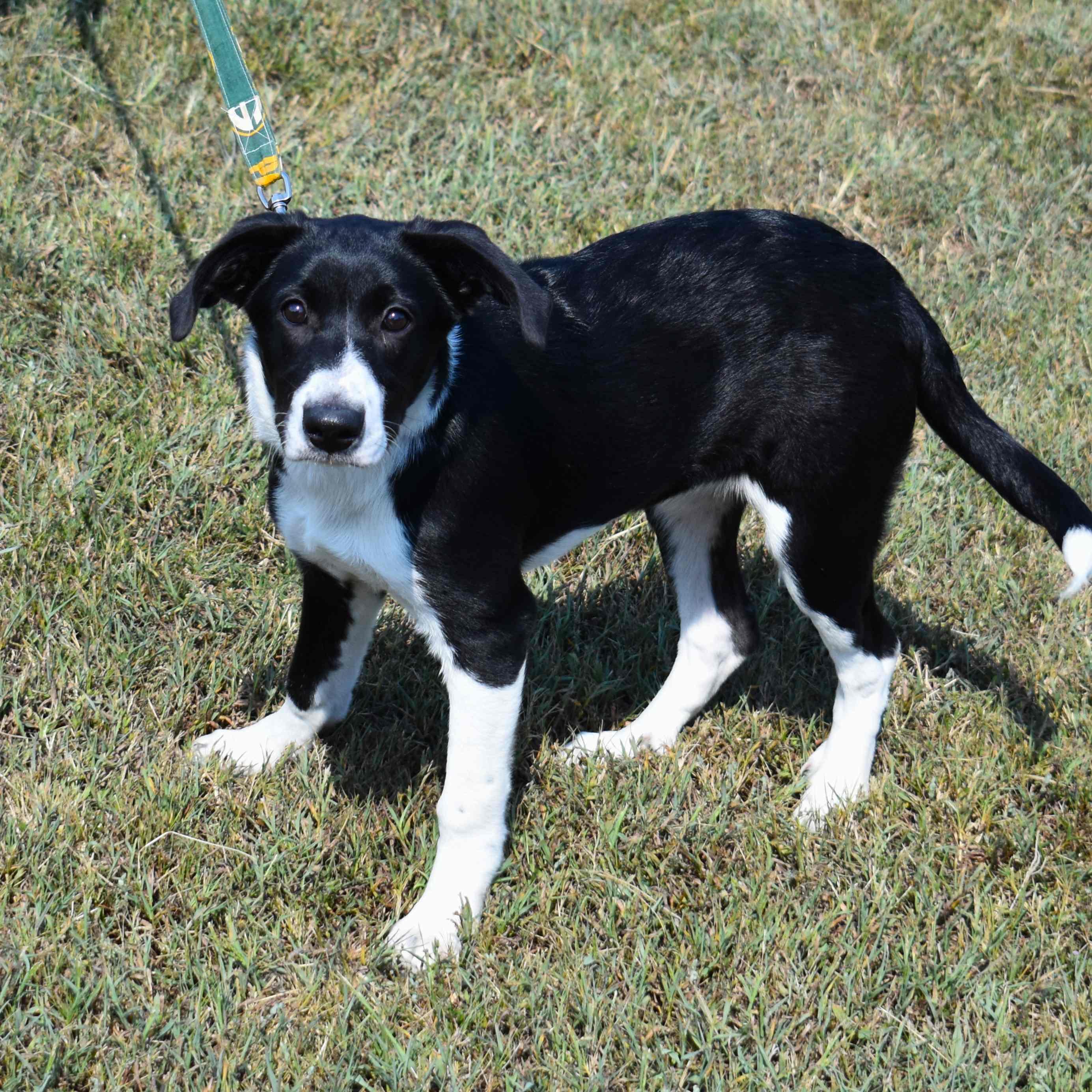 Enlarge Molly, a Adoptable Mixed Breed in Searcy, AR image 6/6
