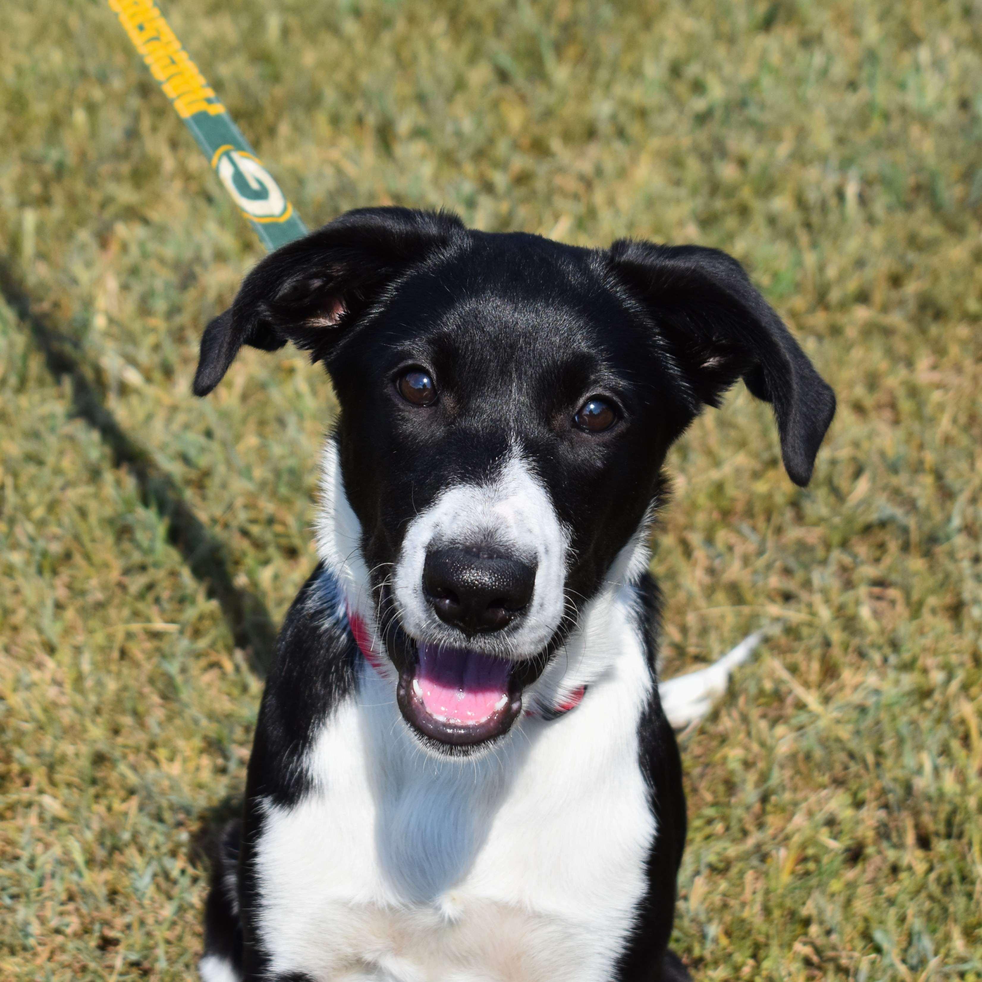 Enlarge Molly, a Adoptable Mixed Breed in Searcy, AR image 2/6