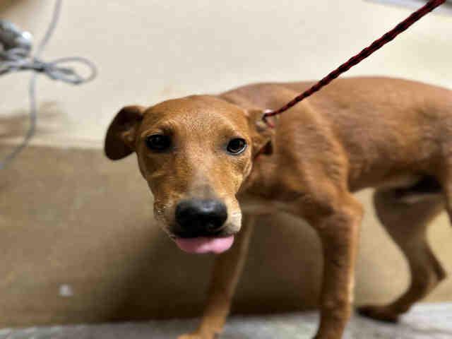 Enlarge A1946539, a Adoptable Terrier in Bonita, CA image 1/1