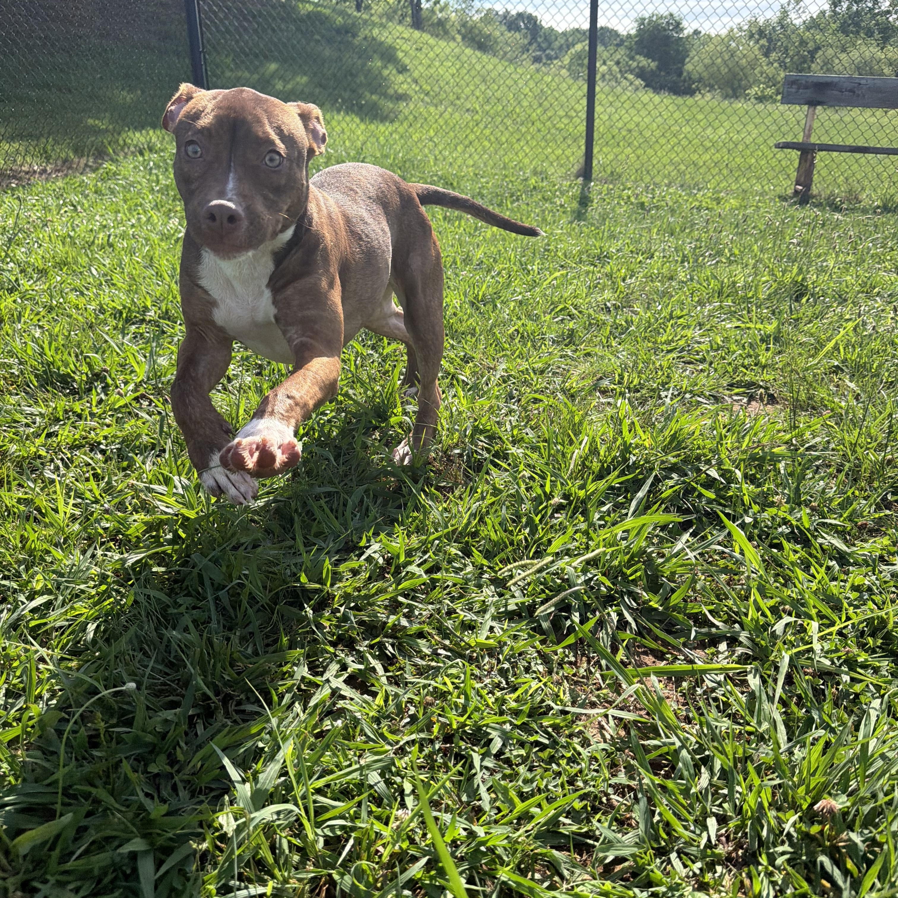 Enlarge Annie, a ADOPTABLE mixed breed in Lebanon, TN image 3/4