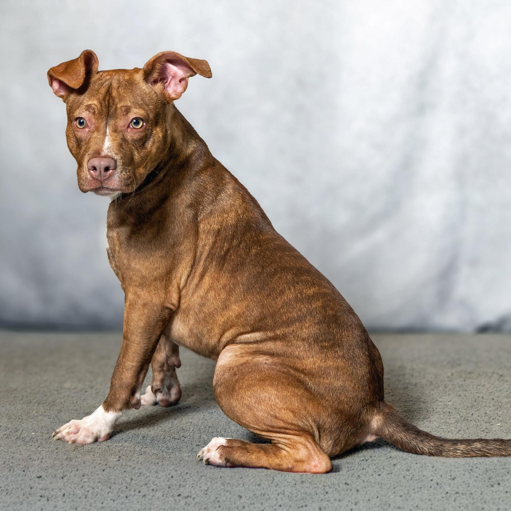 Enlarge Annie, an adopted mixed breed in Lebanon, TN image 6/6