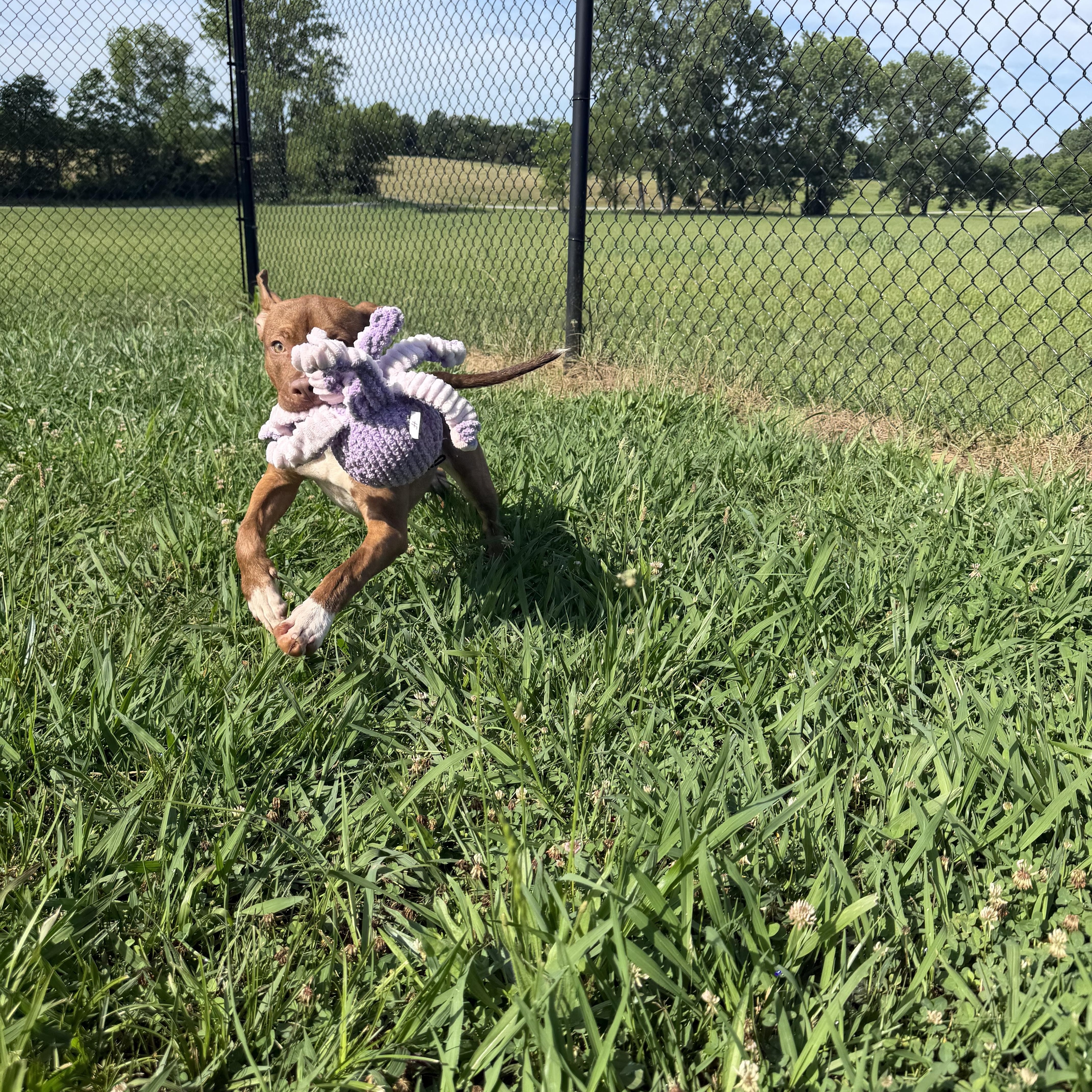Enlarge Annie, a ADOPTABLE mixed breed in Lebanon, TN image 4/4