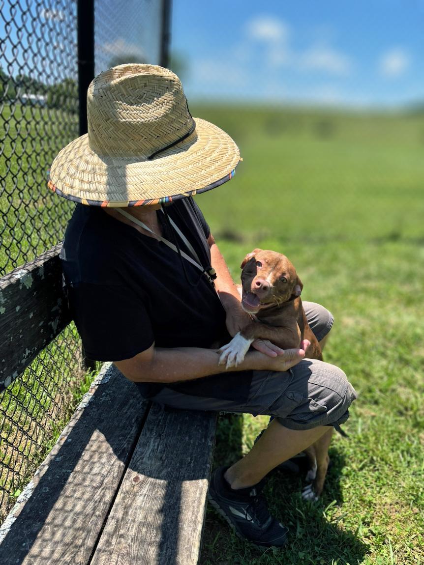 Enlarge Annie, an adopted mixed breed in Lebanon, TN image 4/6