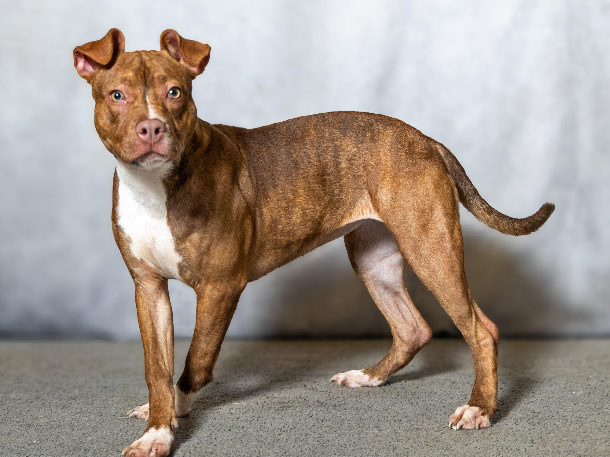 Enlarge Annie, an adopted mixed breed in Lebanon, TN image 3/6