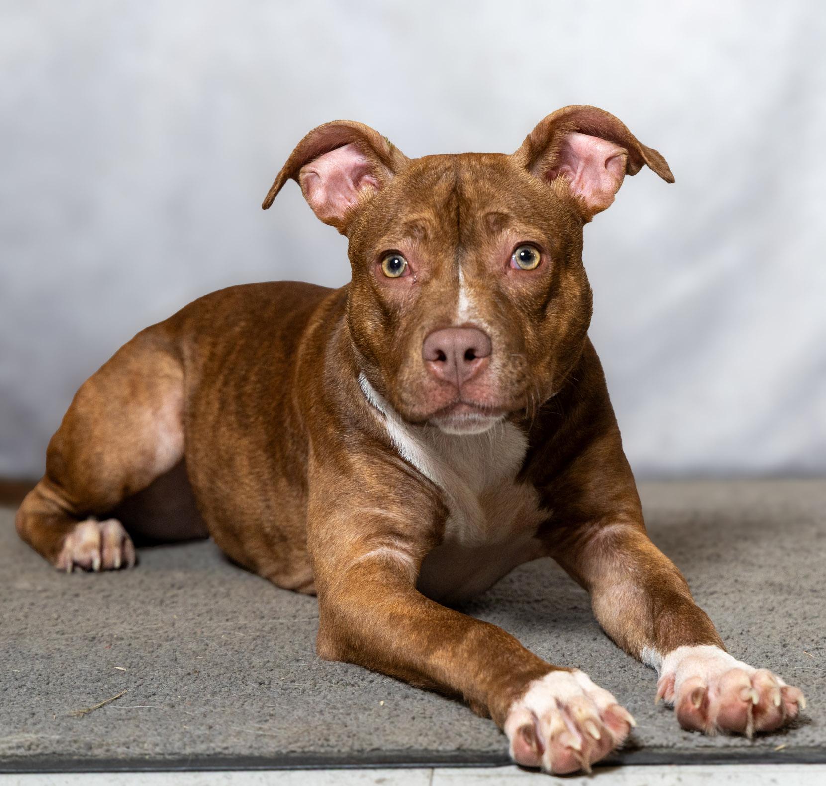 Enlarge Annie, an adopted mixed breed in Lebanon, TN image 1/6